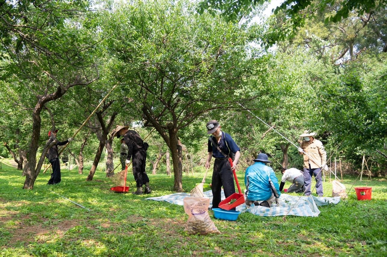梅園梅果熟了 清大忙拾梅 | 中華日報|中華新聞雲