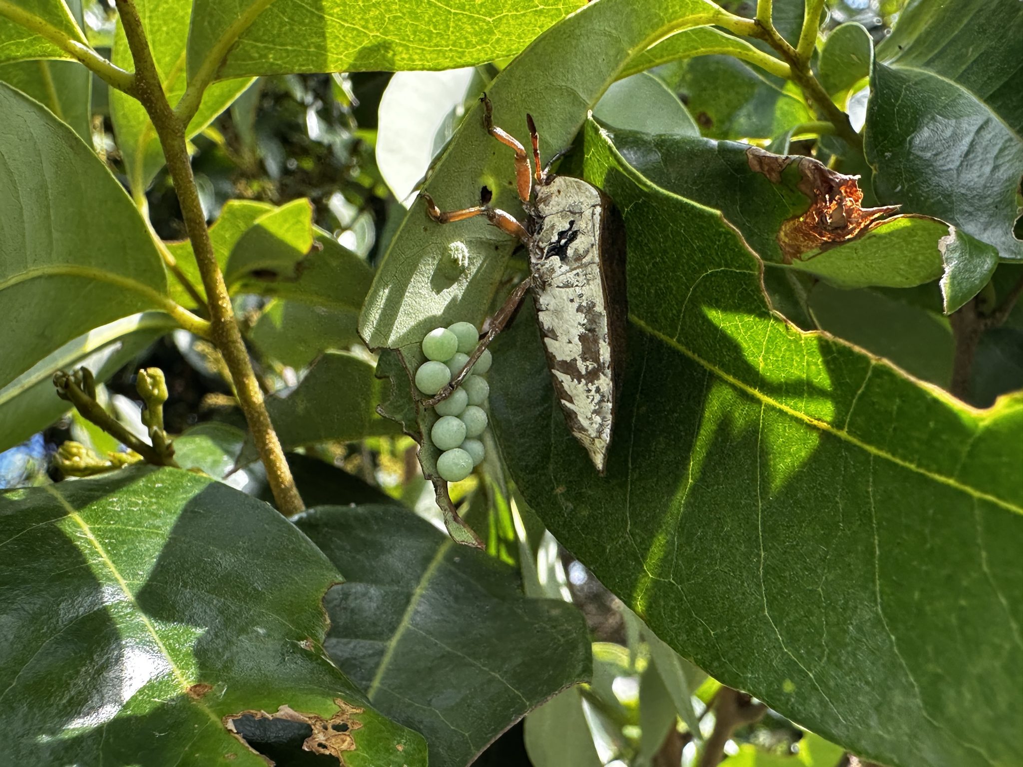 高市農業局啟動生物防治 釋放百萬隻「平腹小蜂」消滅荔枝椿象 | 中華日報|中華新聞雲